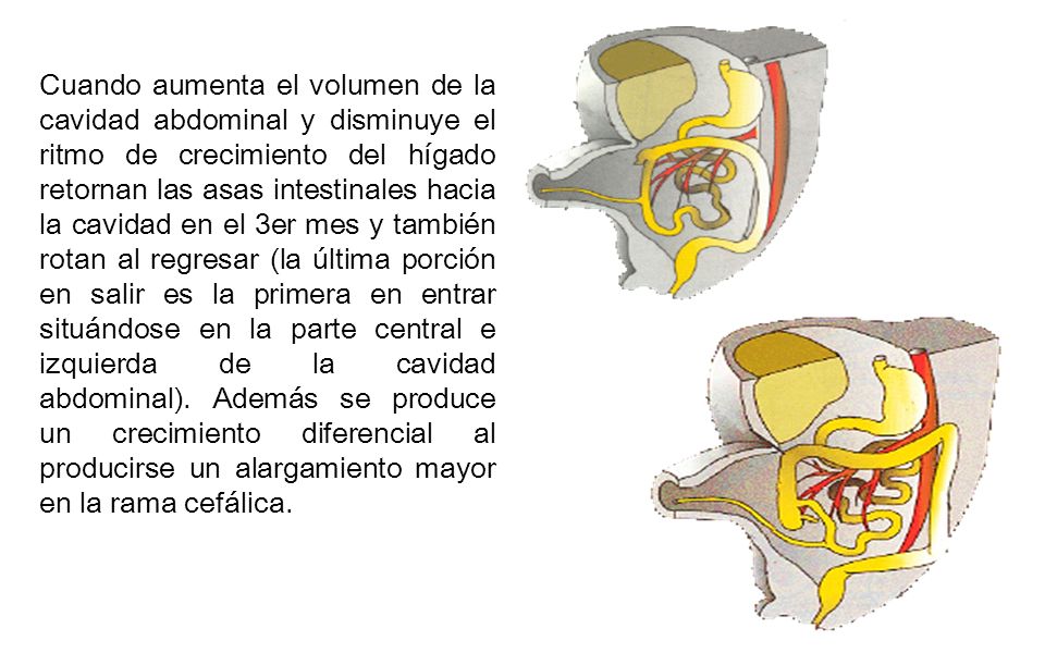 Cuando aumenta el volumen de la cavidad abdominal y disminuye el ritmo de crecimiento del hígado retornan las asas intestinales hacia la cavidad en el 3er mes y también rotan al regresar (la última porción en salir es la primera en entrar situándose en la parte central e izquierda de la cavidad abdominal).