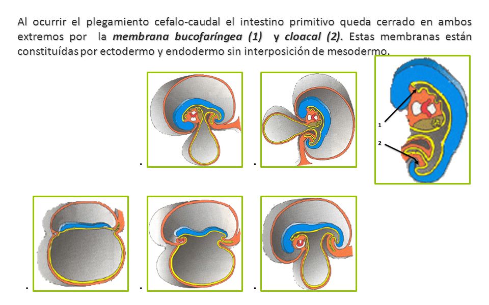 Al ocurrir el plegamiento cefalo-caudal el intestino primitivo queda cerrado en ambos extremos por la membrana bucofaríngea (1) y cloacal (2). Estas membranas están constituídas por ectodermo y endodermo sin interposición de mesodermo.