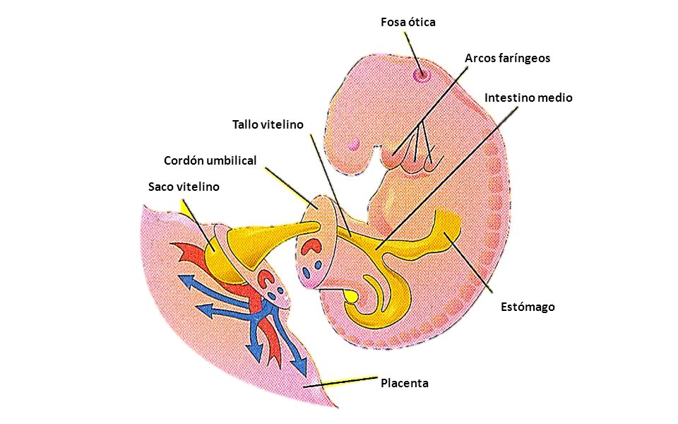 Fosa ótica Arcos faríngeos. Intestino medio. Tallo vitelino. Cordón umbilical. Saco vitelino. Estómago.