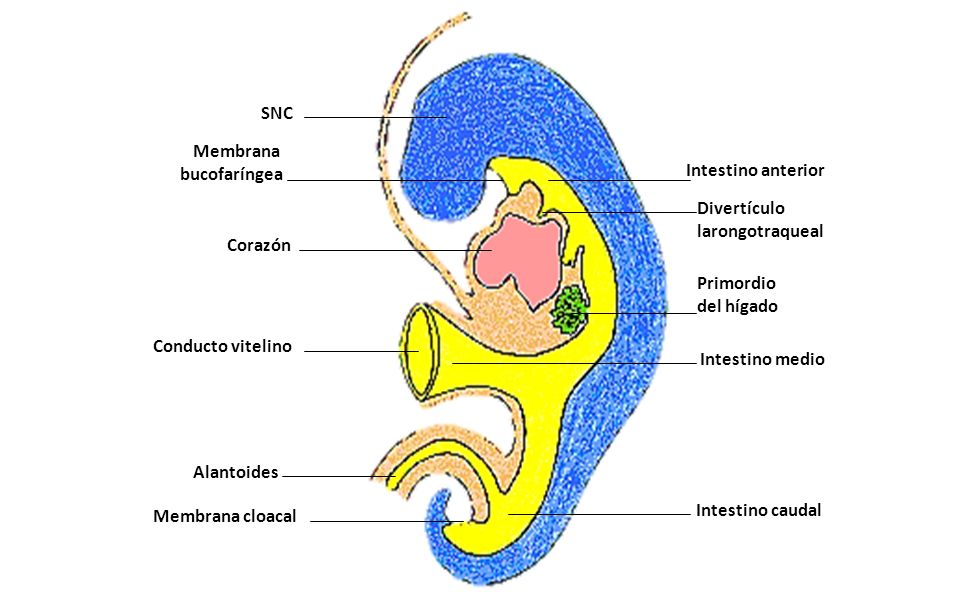 SNC Membrana. bucofaríngea. Intestino anterior. Divertículo. larongotraqueal. Corazón. Primordio.