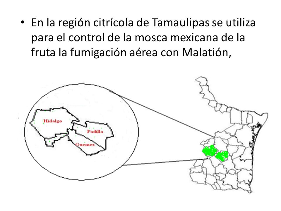 En la región citrícola de Tamaulipas se utiliza para el control de la mosca mexicana de la fruta la fumigación aérea con Malatión,