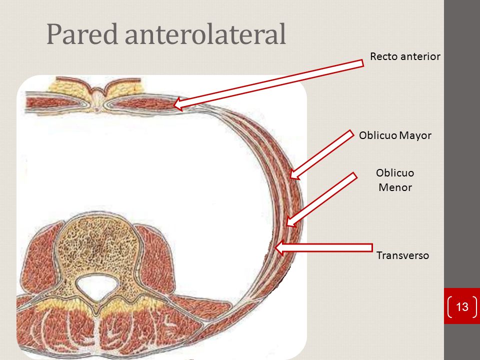 Pared anterolateral Recto anterior Oblicuo Mayor Oblicuo Menor