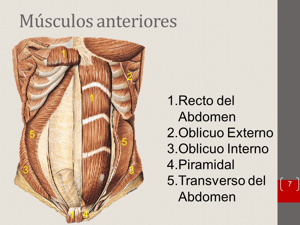 Músculos anteriores Recto del Abdomen Oblicuo Externo Oblicuo Interno