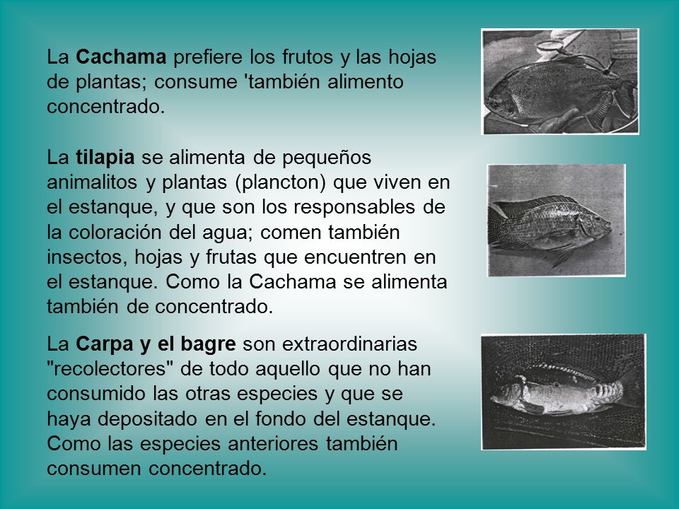 La Cachama prefiere los frutos y las hojas de plantas; consume también alimento concentrado.