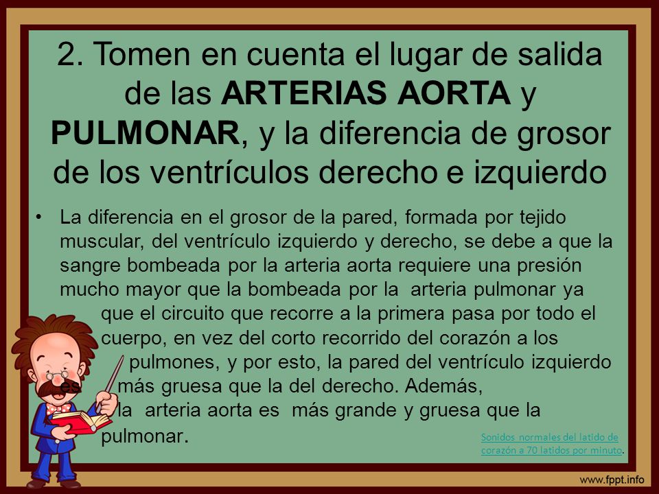 2. Tomen en cuenta el lugar de salida de las ARTERIAS AORTA y PULMONAR, y la diferencia de grosor de los ventrículos derecho e izquierdo