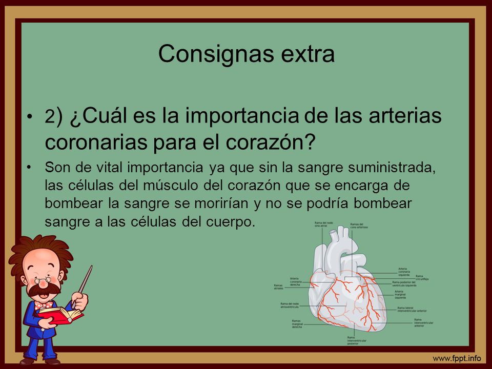 Consignas extra 2) ¿Cuál es la importancia de las arterias coronarias para el corazón