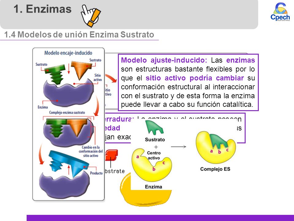 Enzimas y metabolismo celular - ppt video online descargar