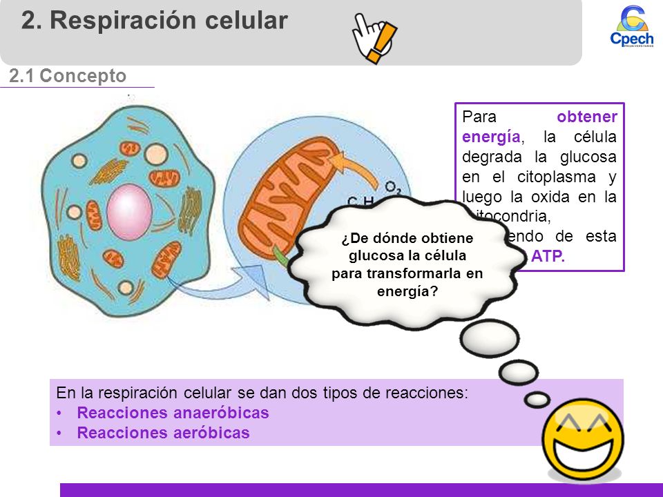 ¿De dónde obtiene glucosa la célula para transformarla en energía