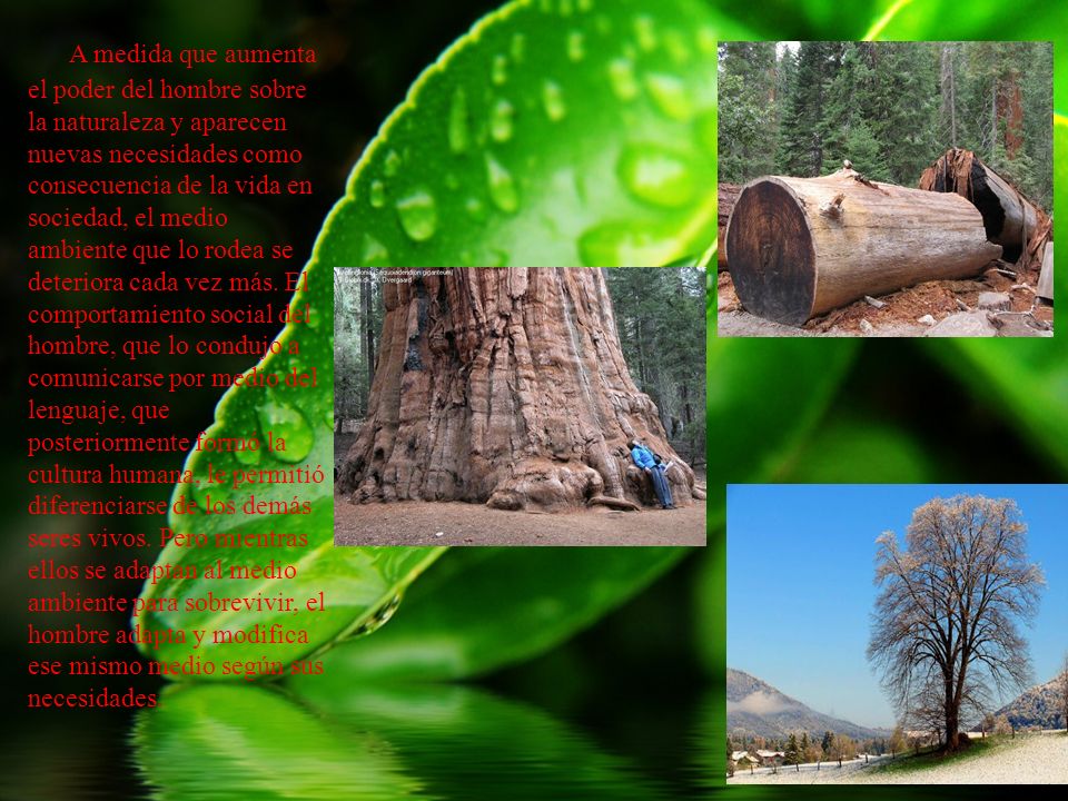 A medida que aumenta el poder del hombre sobre la naturaleza y aparecen nuevas necesidades como consecuencia de la vida en sociedad, el medio ambiente que lo rodea se deteriora cada vez más. El comportamiento social del hombre, que lo condujo a comunicarse por medio del lenguaje, que posteriormente formó la cultura humana, le permitió diferenciarse de los demás seres vivos. Pero mientras ellos se adaptan al medio ambiente para sobrevivir, el hombre adapta y modifica ese mismo medio según sus necesidades.