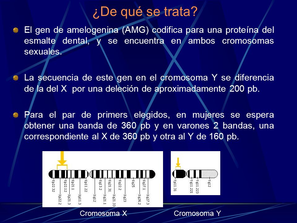 ¿De qué se trata El gen de amelogenina (AMG) codifica para una proteína del esmalte dental, y se encuentra en ambos cromosomas sexuales.