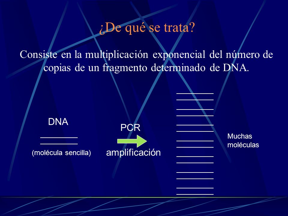 ¿De qué se trata Consiste en la multiplicación exponencial del número de copias de un fragmento determinado de DNA.