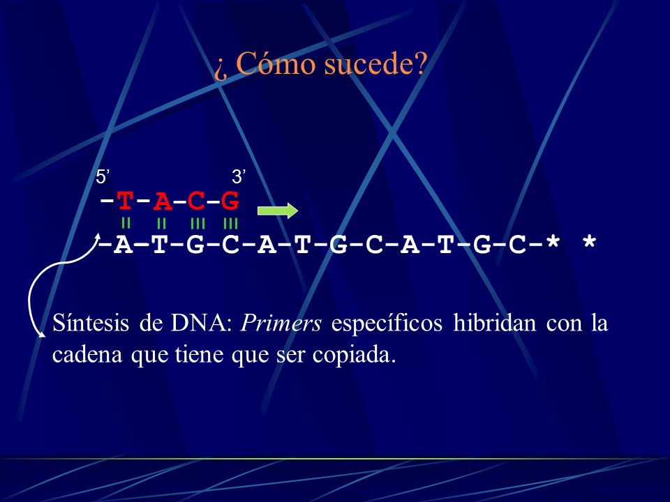¿ Cómo sucede -A–T-G-C-A-T-G-C-A-T-G-C-* * A C G -T- -