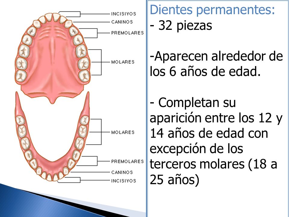 Dientes permanentes: - 32 piezas. Aparecen alrededor de los 6 años de edad.