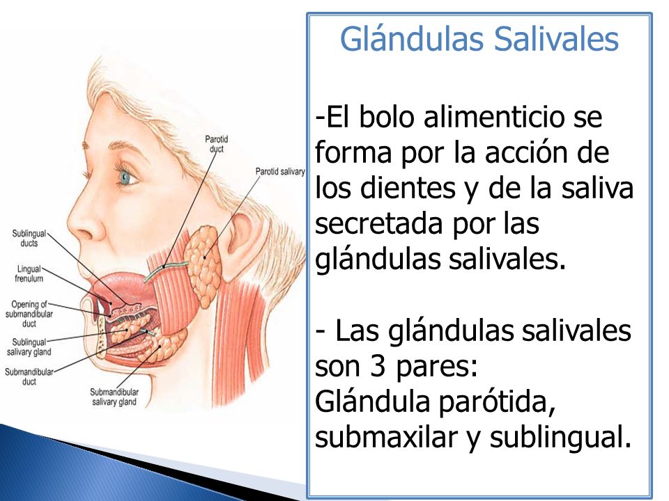 Glándulas Salivales El bolo alimenticio se forma por la acción de los dientes y de la saliva secretada por las glándulas salivales.