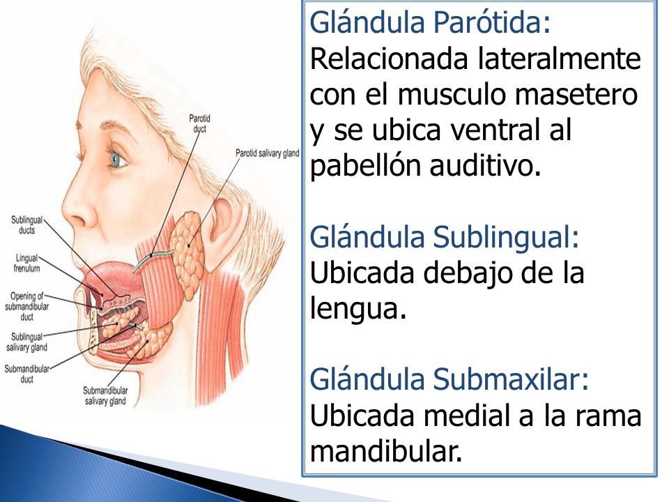 Glándula Parótida: Relacionada lateralmente con el musculo masetero y se ubica ventral al pabellón auditivo.
