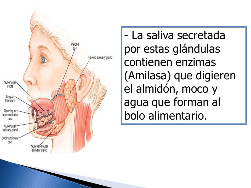 - La saliva secretada por estas glándulas contienen enzimas (Amilasa) que digieren el almidón, moco y agua que forman al bolo alimentario.