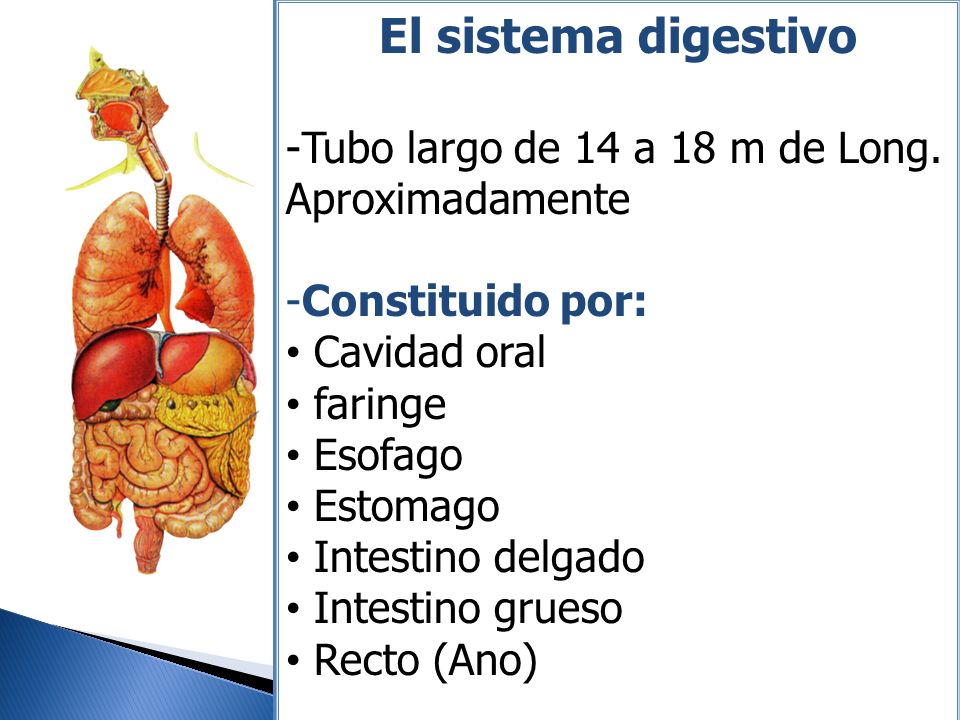 El sistema digestivo Tubo largo de 14 a 18 m de Long. Aproximadamente