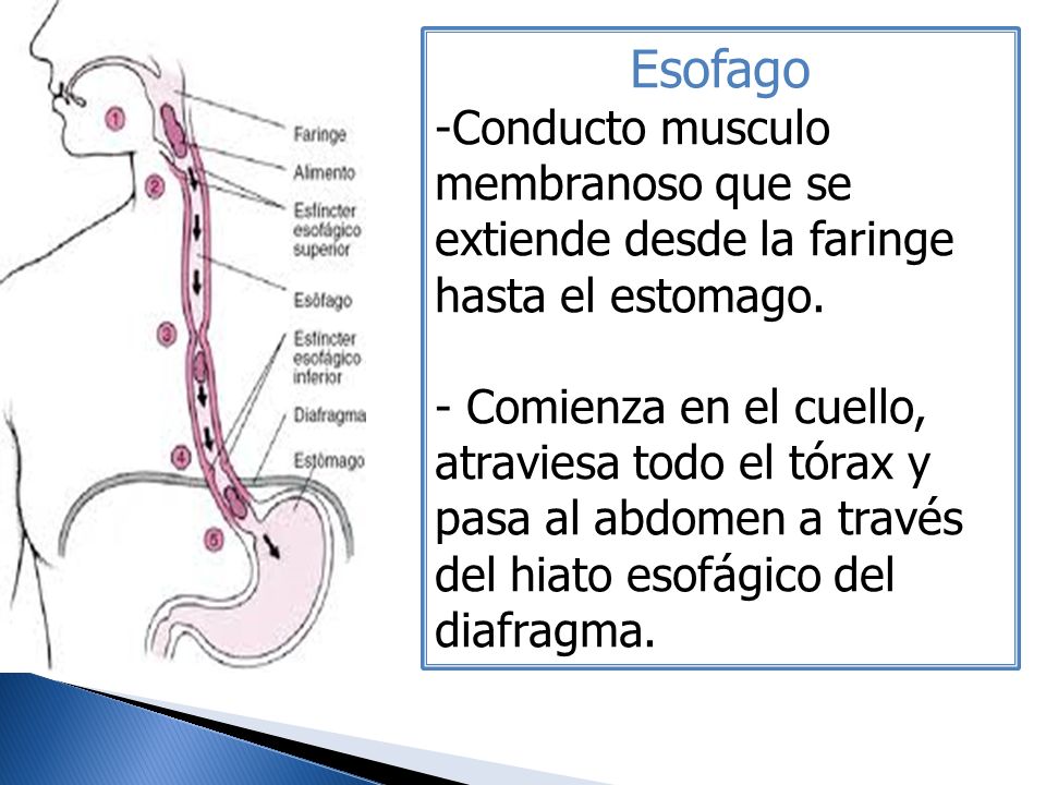 Esofago Conducto musculo membranoso que se extiende desde la faringe hasta el estomago.