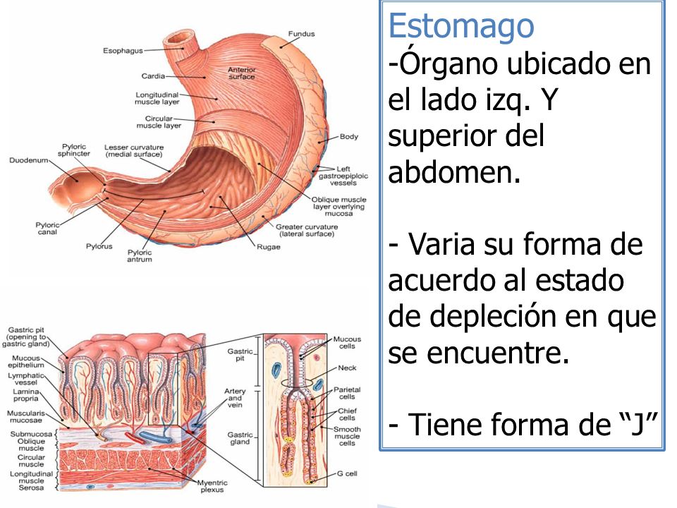 Estomago Órgano ubicado en el lado izq. Y superior del abdomen.