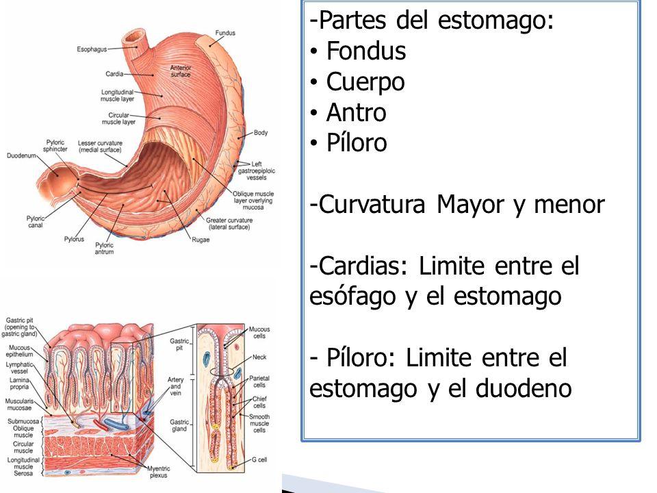 Partes del estomago: Fondus. Cuerpo. Antro. Píloro. Curvatura Mayor y menor. Cardias: Limite entre el esófago y el estomago.