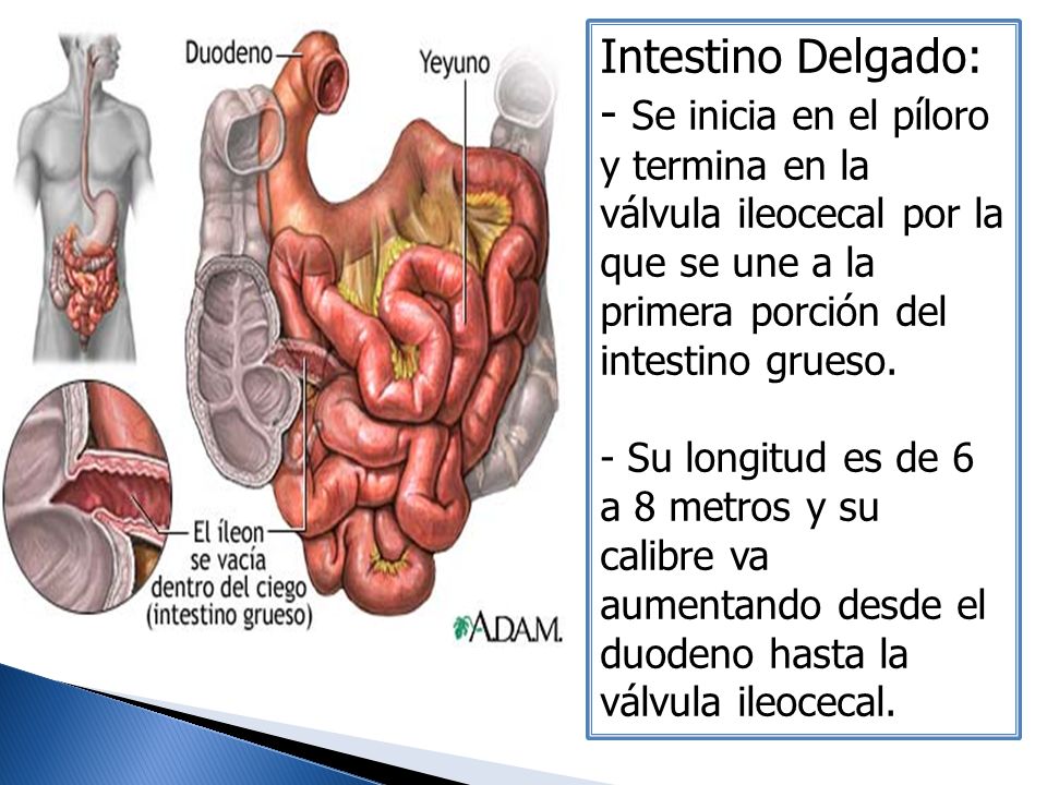 Intestino Delgado: - Se inicia en el píloro y termina en la válvula ileocecal por la que se une a la primera porción del intestino grueso.