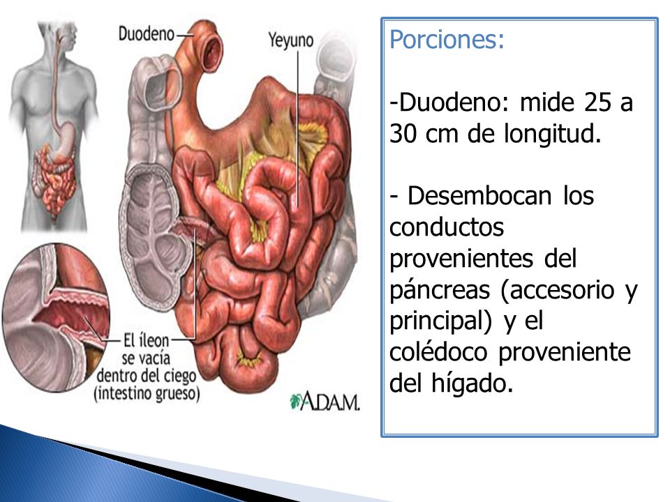 Porciones: Duodeno: mide 25 a 30 cm de longitud.