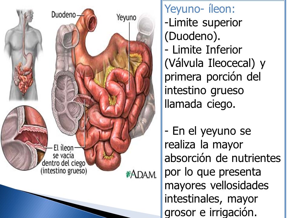 Yeyuno- íleon: Limite superior (Duodeno). Limite Inferior (Válvula Ileocecal) y primera porción del intestino grueso llamada ciego.