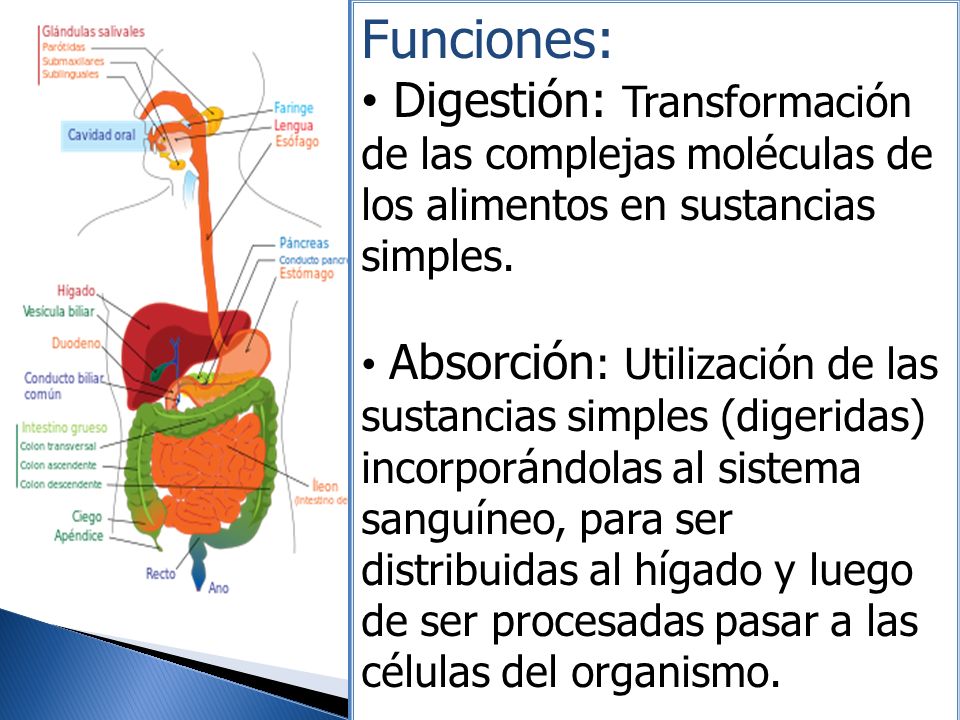 Funciones: Digestión: Transformación de las complejas moléculas de los alimentos en sustancias simples.