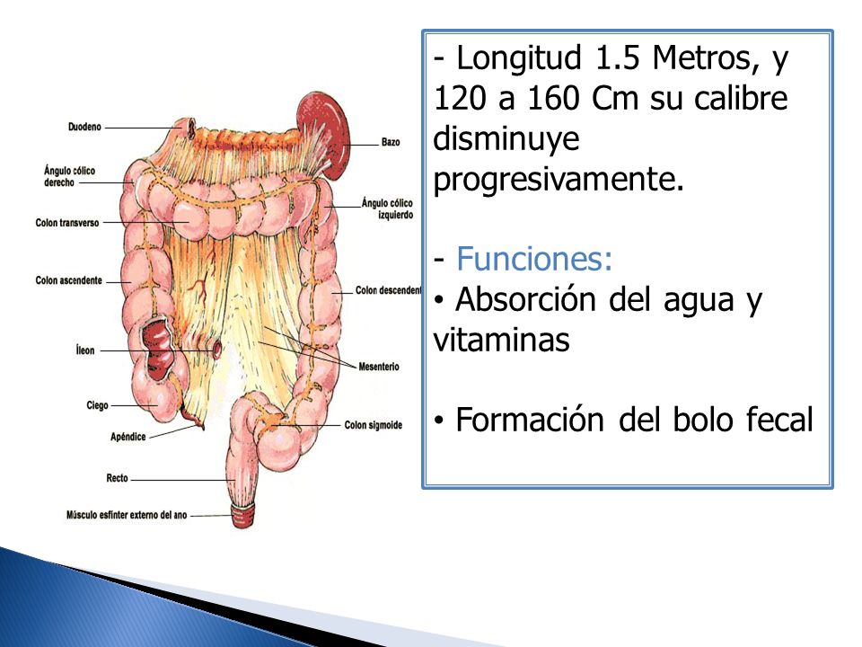 Longitud 1.5 Metros, y 120 a 160 Cm su calibre disminuye progresivamente.