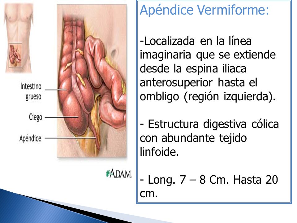 Apéndice Vermiforme: Localizada en la línea imaginaria que se extiende desde la espina iliaca anterosuperior hasta el ombligo (región izquierda).