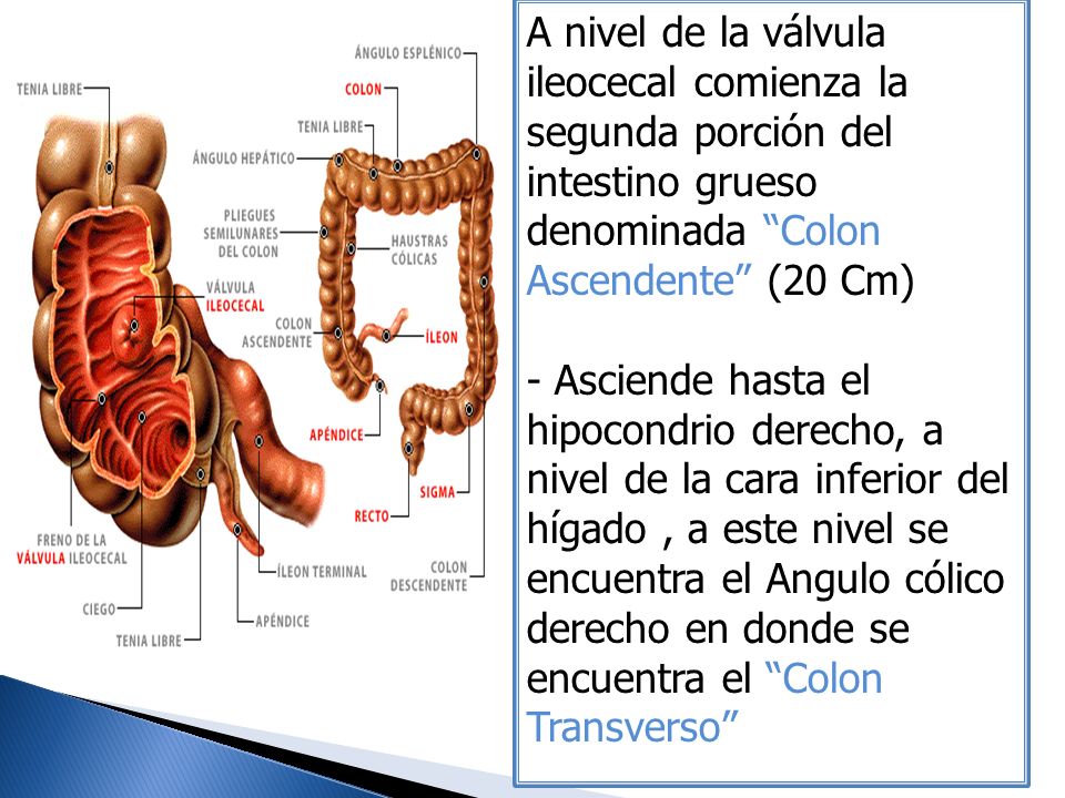 A nivel de la válvula ileocecal comienza la segunda porción del intestino grueso denominada Colon Ascendente (20 Cm)