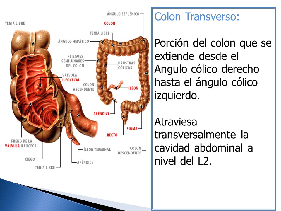 Colon Transverso: Porción del colon que se extiende desde el Angulo cólico derecho hasta el ángulo cólico izquierdo.