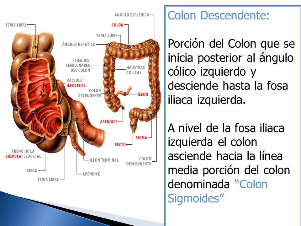 Colon Descendente: Porción del Colon que se inicia posterior al ángulo cólico izquierdo y desciende hasta la fosa iliaca izquierda.