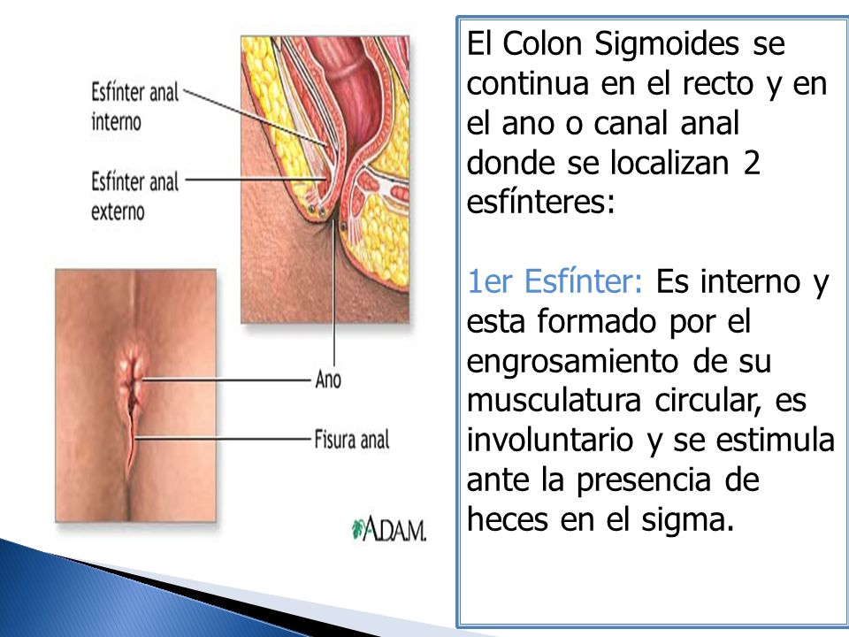 El Colon Sigmoides se continua en el recto y en el ano o canal anal donde se localizan 2 esfínteres:
