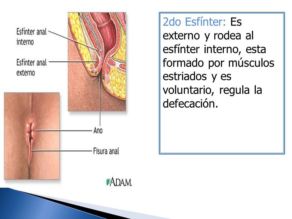 2do Esfínter: Es externo y rodea al esfínter interno, esta formado por músculos estriados y es voluntario, regula la defecación.