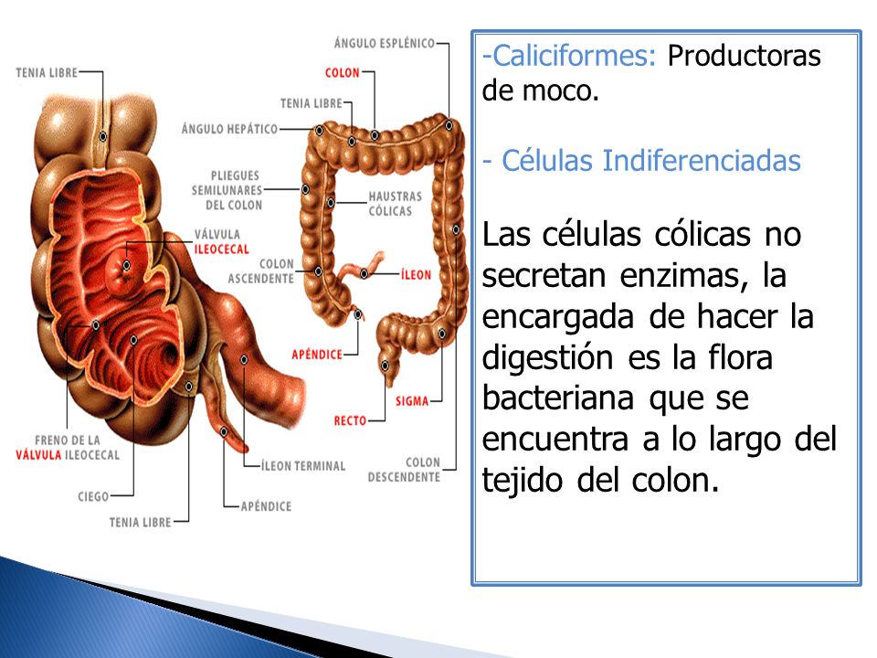 Caliciformes: Productoras de moco.