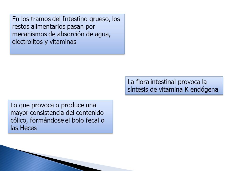 En los tramos del Intestino grueso, los restos alimentarios pasan por mecanismos de absorción de agua, electrolitos y vitaminas