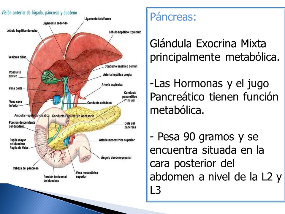 Páncreas: Glándula Exocrina Mixta principalmente metabólica. Las Hormonas y el jugo Pancreático tienen función metabólica.