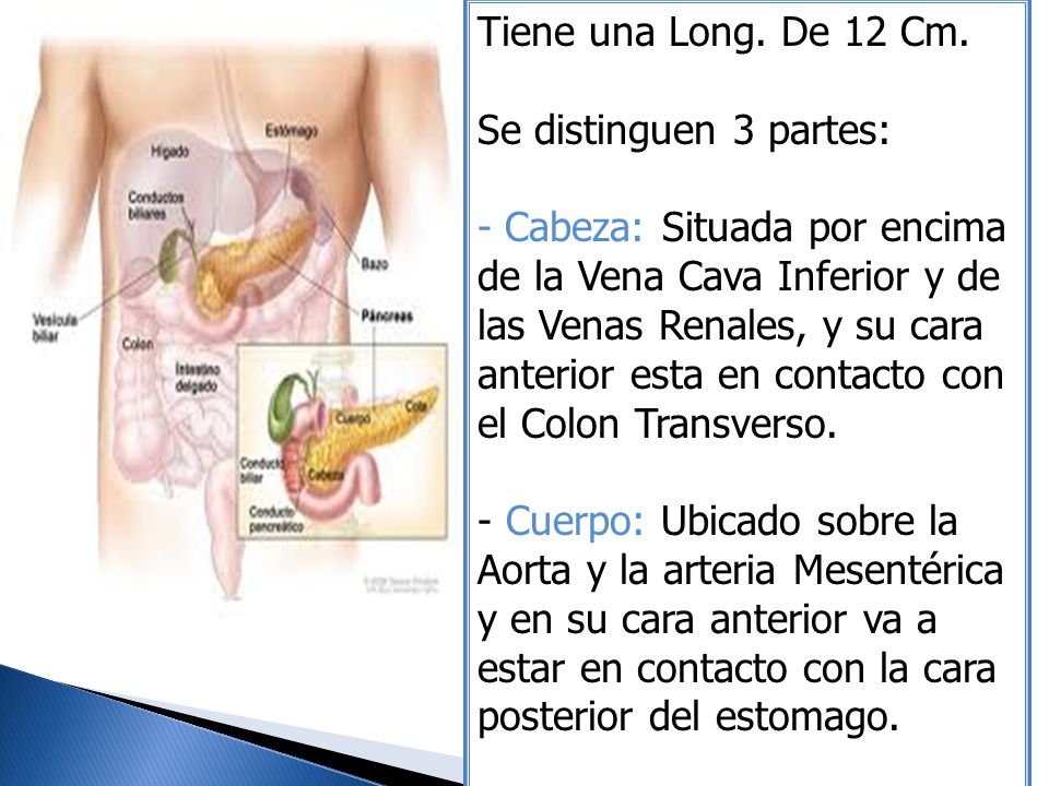 Tiene una Long. De 12 Cm. Se distinguen 3 partes: