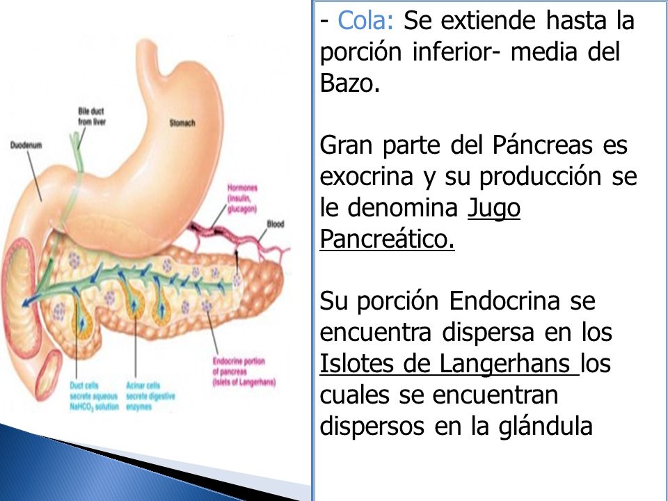 Cola: Se extiende hasta la porción inferior- media del Bazo.
