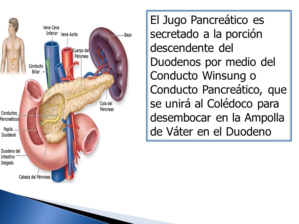 El Jugo Pancreático es secretado a la porción descendente del Duodenos por medio del Conducto Winsung o Conducto Pancreático, que se unirá al Colédoco para desembocar en la Ampolla de Váter en el Duodeno