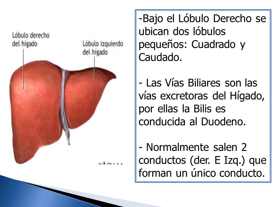 Bajo el Lóbulo Derecho se ubican dos lóbulos pequeños: Cuadrado y Caudado.