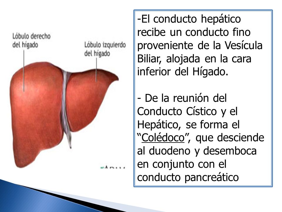 El conducto hepático recibe un conducto fino proveniente de la Vesícula Biliar, alojada en la cara inferior del Hígado.