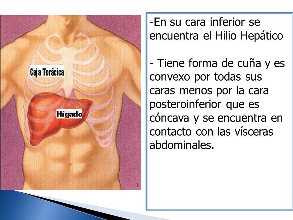 En su cara inferior se encuentra el Hilio Hepático