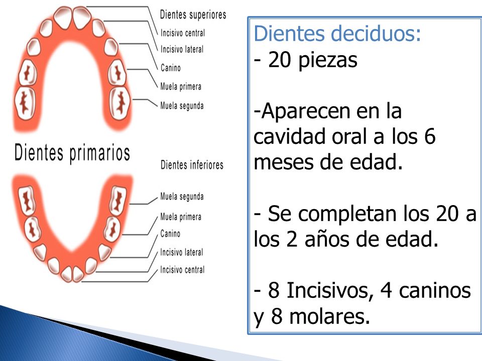 Dientes deciduos: - 20 piezas. Aparecen en la cavidad oral a los 6 meses de edad. Se completan los 20 a los 2 años de edad.