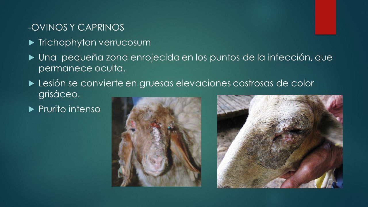 -OVINOS Y CAPRINOS Trichophyton verrucosum. Una pequeña zona enrojecida en los puntos de la infección, que permanece oculta.