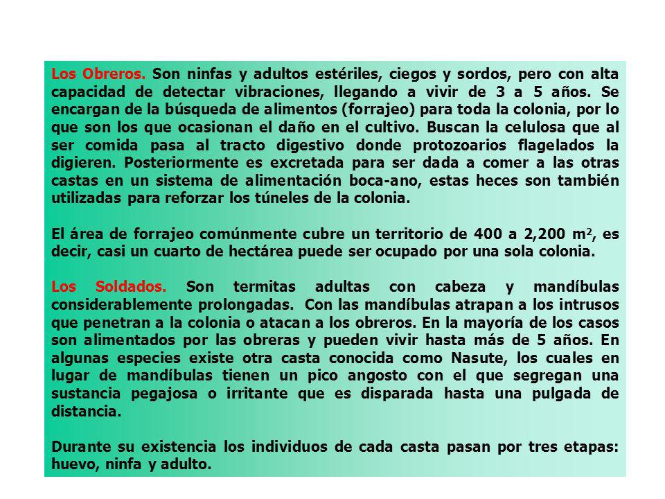 Los Obreros. Son ninfas y adultos estériles, ciegos y sordos, pero con alta capacidad de detectar vibraciones, llegando a vivir de 3 a 5 años. Se encargan de la búsqueda de alimentos (forrajeo) para toda la colonia, por lo que son los que ocasionan el daño en el cultivo. Buscan la celulosa que al ser comida pasa al tracto digestivo donde protozoarios flagelados la digieren. Posteriormente es excretada para ser dada a comer a las otras castas en un sistema de alimentación boca-ano, estas heces son también utilizadas para reforzar los túneles de la colonia.