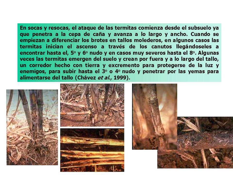 En socas y resocas, el ataque de las termitas comienza desde el subsuelo ya que penetra a la cepa de caña y avanza a lo largo y ancho.