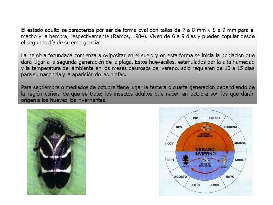 El estado adulto se caracteriza por ser de forma oval con tallas de 7 a 8 mm y 8 a 9 mm para el macho y la hembra, respectivamente (Ramos, 1984). Viven de 6 a 9 días y pueden copular desde el segundo día de su emergencia.