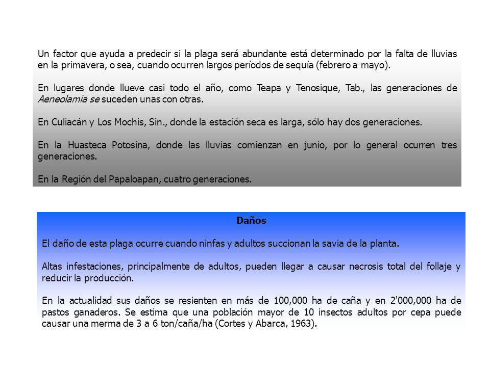 Un factor que ayuda a predecir si la plaga será abundante está determinado por la falta de lluvias en la primavera, o sea, cuando ocurren largos períodos de sequía (febrero a mayo).